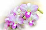 Beautiful Orchid Stock Photo