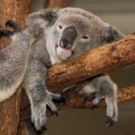 Cute Australian Koala Resting During The Day Stock Photo