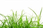 Fresh Grass Isolated Stock Photo