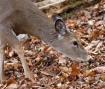 Beautiful Portrait Of The Cute Deer In The Forest Stock Photo