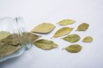 Dried Bay Leaves In Glass Jar On White Wooden Background Stock Photo