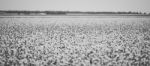 Cotton Field In The Countryside Stock Photo