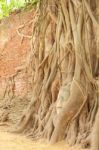 Sandstone Buddha Head Covered Tree Root Near Brick Wall Stock Photo