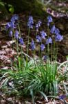 A Clump Of Bluebells Stock Photo