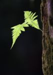 Young fern Stock Photo