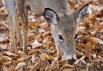 Isolated Image Of A Cute Wild Deer In Forest In Autumn Stock Photo