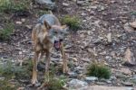 The Iberian Wolf Stock Photo