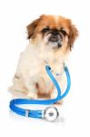 Dog And Stethoscope Stock Photo