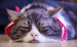 Boring Domestic Cat Lying On Floor, American Shorthair Stock Photo