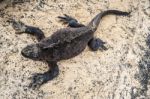 Galapagos Marine Iguana Stock Photo