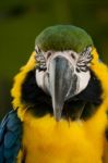 Blue-and-yellow Macaw Stock Photo