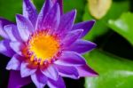 Beautiful Purple Lotus Flower Stock Photo