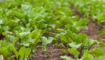 Beet Planting In The Organic Garden Greenhouse Stock Photo