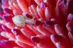 Snail On Red Flower Stock Photo