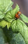 Forget The Aphids Stock Photo