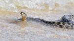 Water Snake At The Seashore Stock Photo