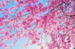 Cherry Blossom With Soft Focus, Sakura Season Background In Spring Stock Photo