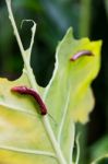 Caterpillar And A Chewed Leaf Stock Photo