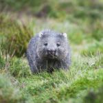 Wombat During The Day Stock Photo