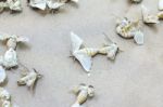 Silkworm Butterflies Stock Photo