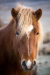 Icelandic Horse Stock Photo