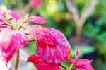 Dew On The Poinsettia Stock Photo