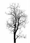 Dead Tree Without Leaves Isolated Stock Photo