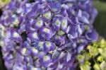 Closeup Purple Hydrangea Stock Photo