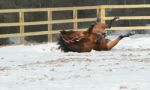 Horse Rolling In The Snow Stock Photo