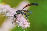 Gasteruptiidae Wasp  On Flowering Tamarisk Stock Photo