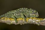 Baby Mediterranean Chameleon Stock Photo