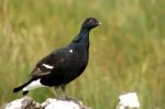 Black Grouse On Dry Stome Wall Stock Photo