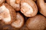 Shiitake Mushrooms Stock Photo