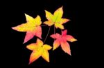 Four Colored Autumn Leaves On Black Background Stock Photo