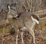 Photo Of A Deer In The Forest Stock Photo