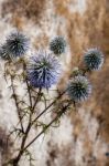 Cyprian Donkey Thistle (onopordum Cyprium) Stock Photo