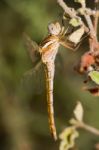 Red-veined Darter Stock Photo