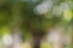 Blurred Nature Background Stock Photo