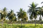 Coconut Plantation Stock Photo