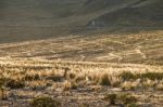 Vicugnasin The Salinas Y Aguada Blanca National Reserve In Peru Stock Photo