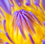 Purple Water Lily Stock Photo