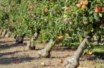 Apple Orchard Stock Photo