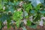 Young Green Grapes Stock Photo