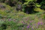 Pink Wildflowers Blooming Near Hahei In New Zealand Stock Photo