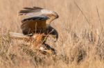 Eagles! Stock Photo