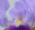 Iris Flower Stock Photo