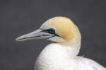 Australasian Gannet (morus Serrator) Stock Photo