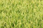 Rice Field Stock Photo