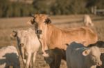 Baby Cows In The Countryside Stock Photo