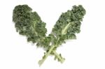 Curly Leaf Kale Stock Photo